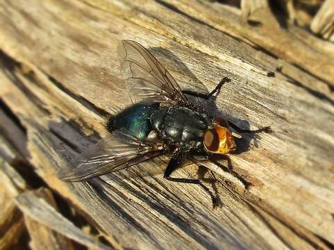 Image of bluebottle blow fly