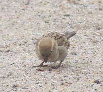 Image of Passer domesticus indicus Jardine & Selby 1831