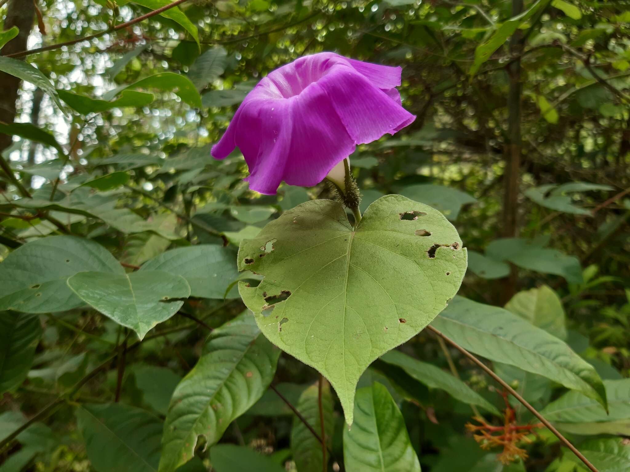 Plancia ëd Ipomoea silvicola House