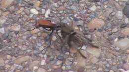 Image of Tarantula Hawks