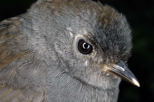 Image of Andean Tapaculo