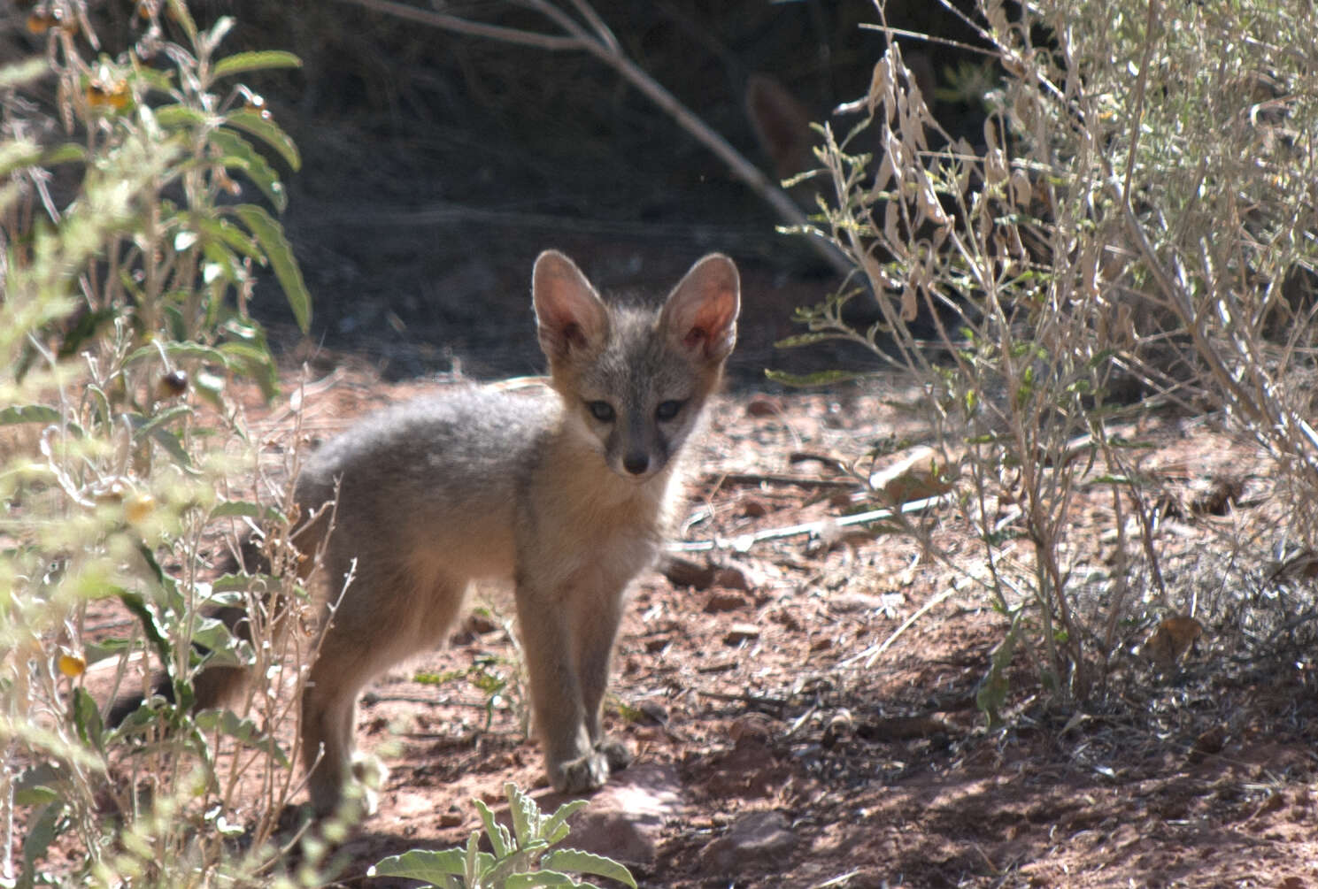 Image of Grey Foxes