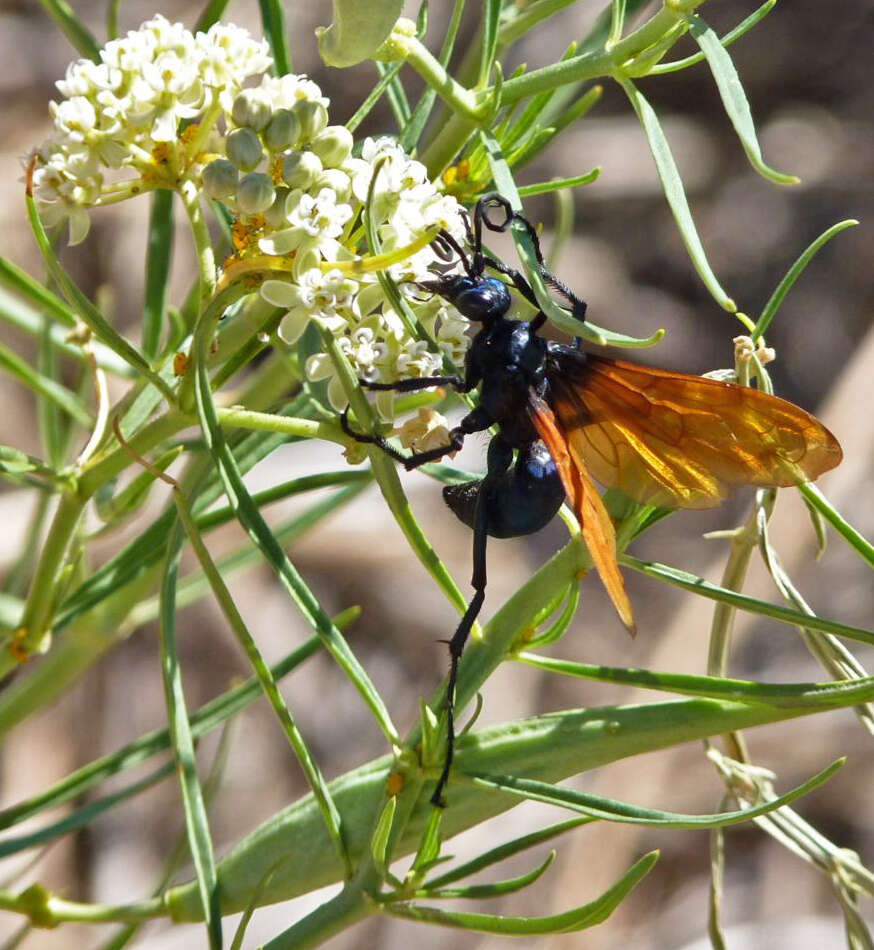 Image of Tarantula Hawks