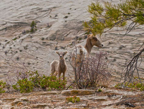 Image of Desert bighorn sheep