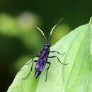 Image of Cratichneumon unifasciatorius (Say 1825)