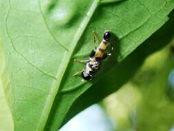 Image of Syrphid fly