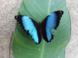 Image of Morpho deidamia Hübner 1816