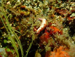 Plancia ëd Hypselodoris maculosa (Pease 1871)