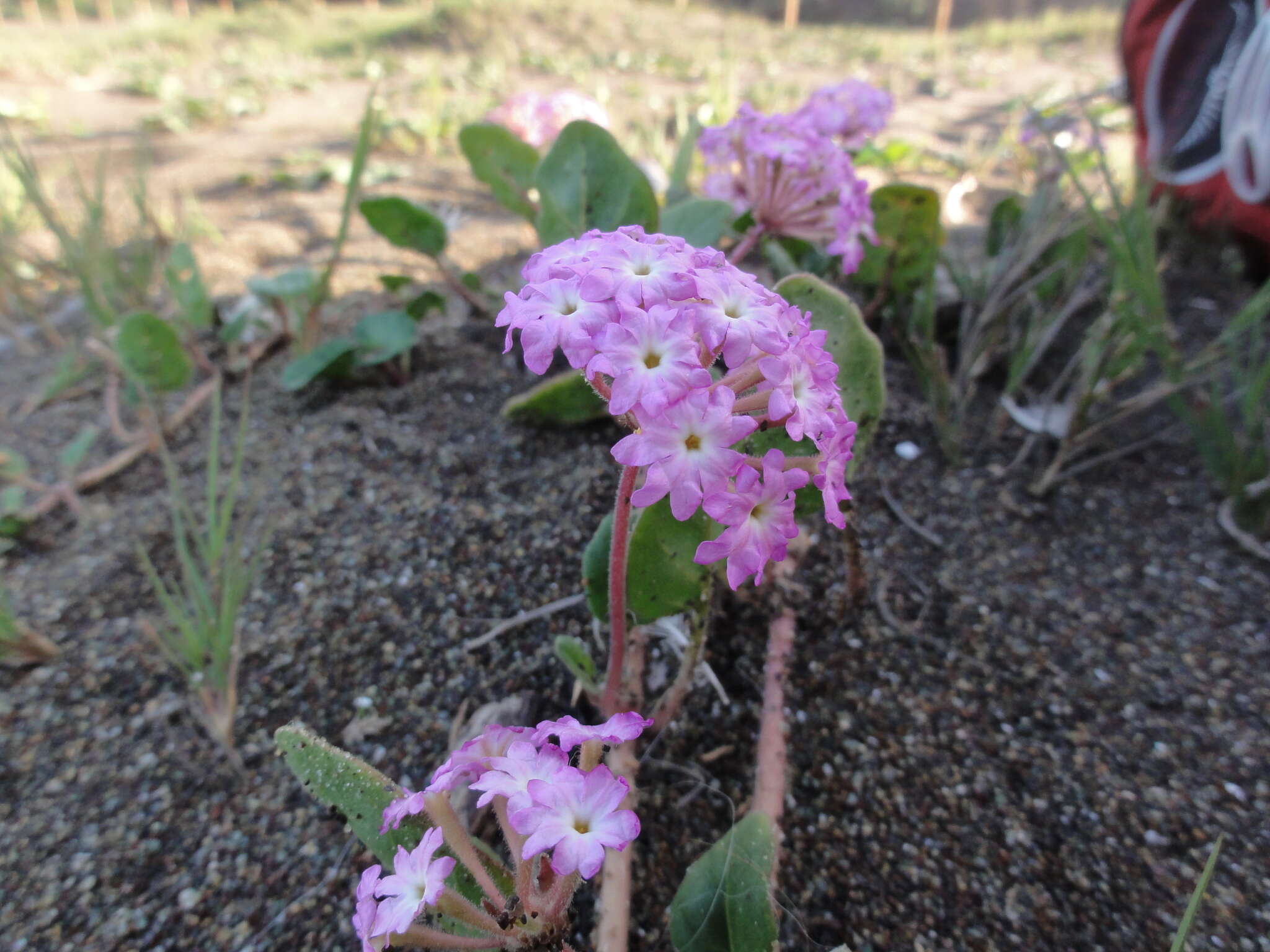 Image of pink sand verbena