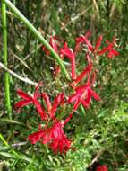 Image of Cardinal Flower