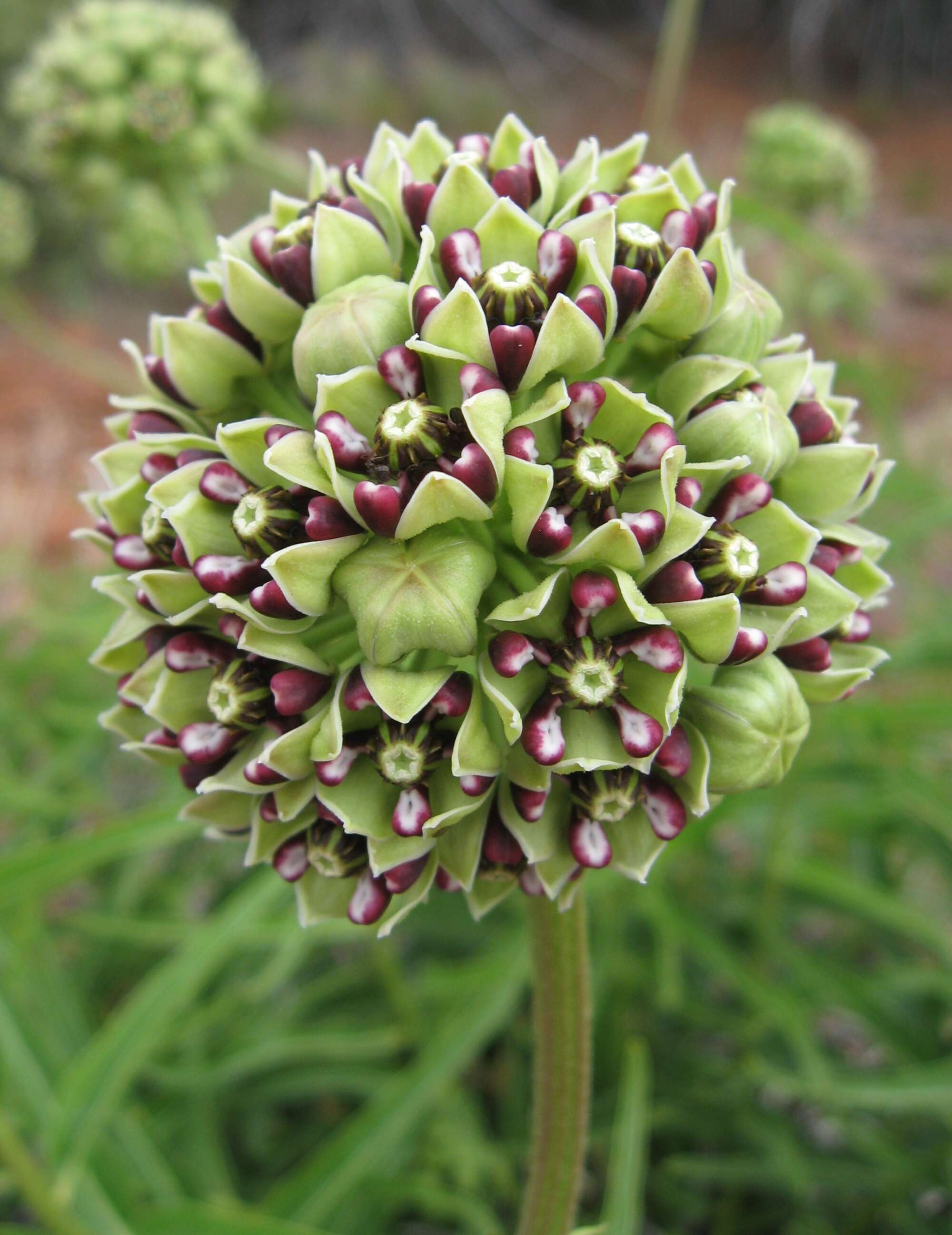 Image of spider milkweed