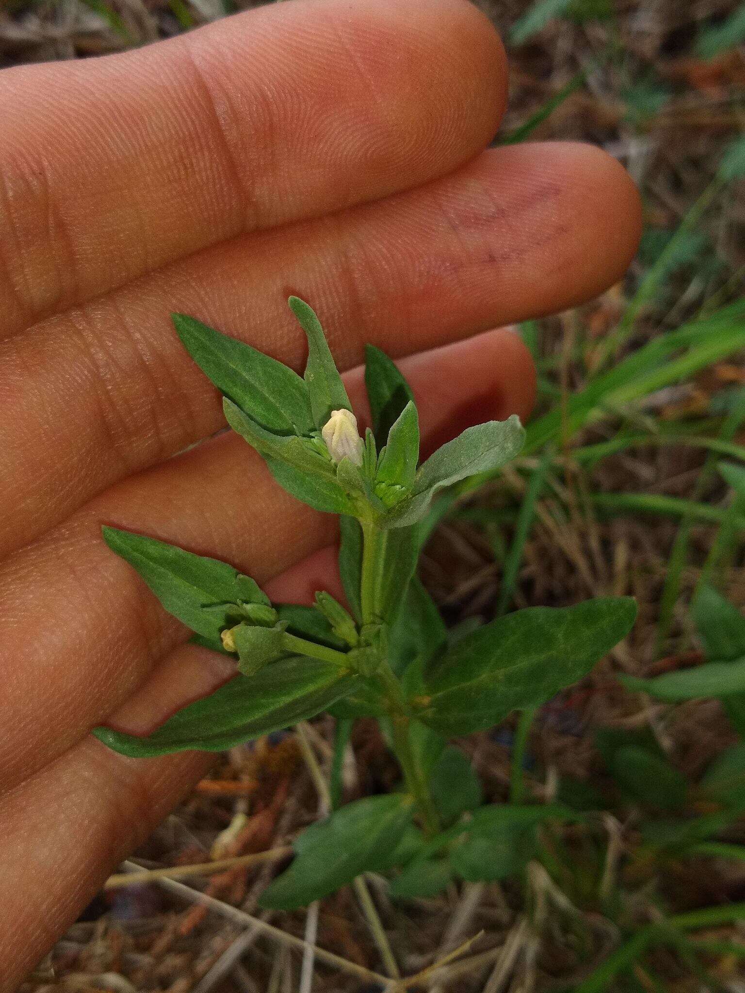 Imagem de Spigelia hedyotidea A. DC.