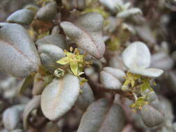 Image of roundleaf buffaloberry