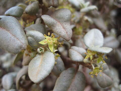 Imagem de Shepherdia rotundifolia Parry