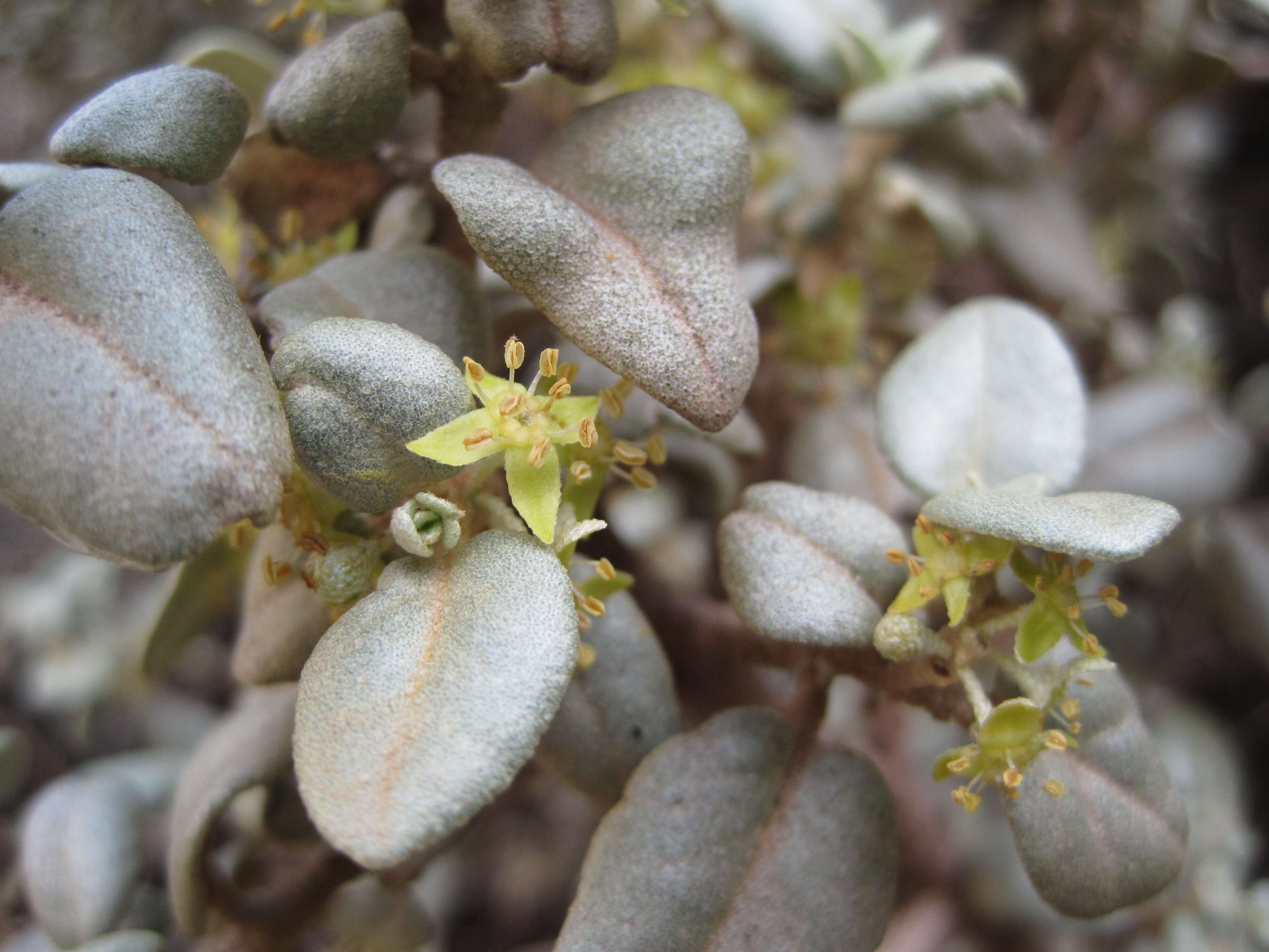 Image of roundleaf buffaloberry