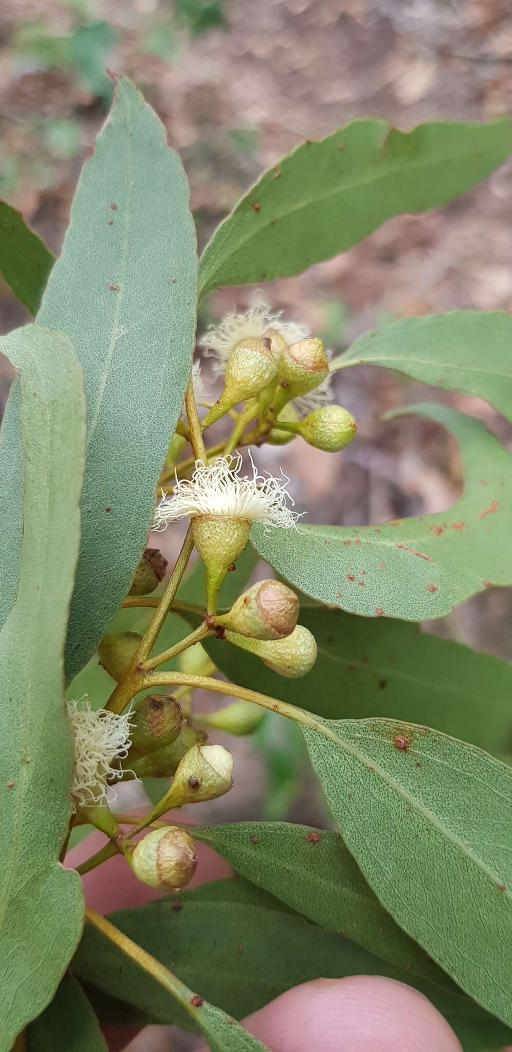 Image of Eucalyptus biturbinata L. A. S. Johnson & K. D. Hill