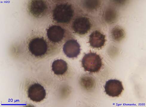 Plancia ëd Scleroderma arenicola Zeller 1947