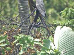 Image of Areca Palm