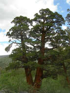 Image of Western Juniper