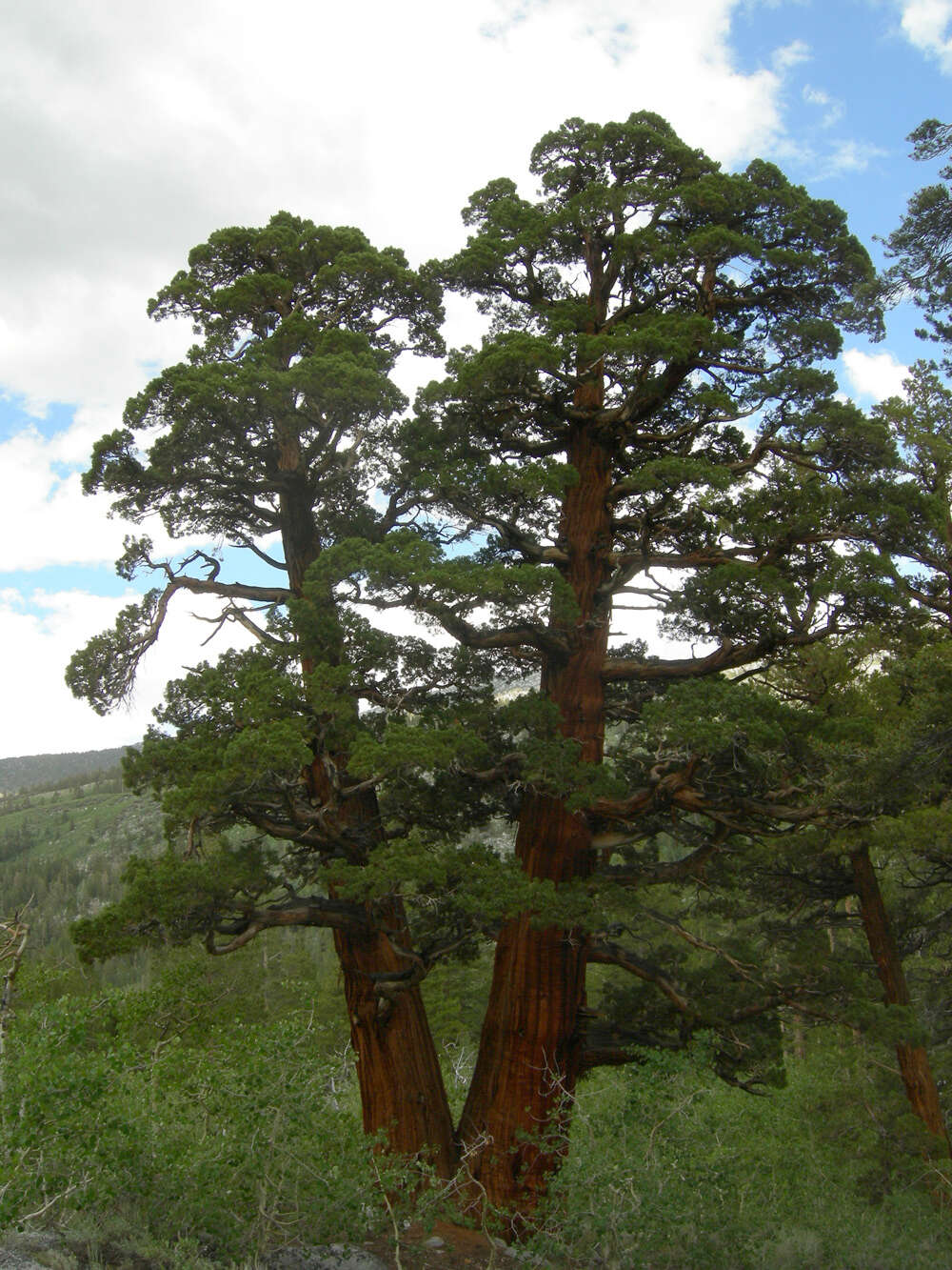 Image of Western Juniper