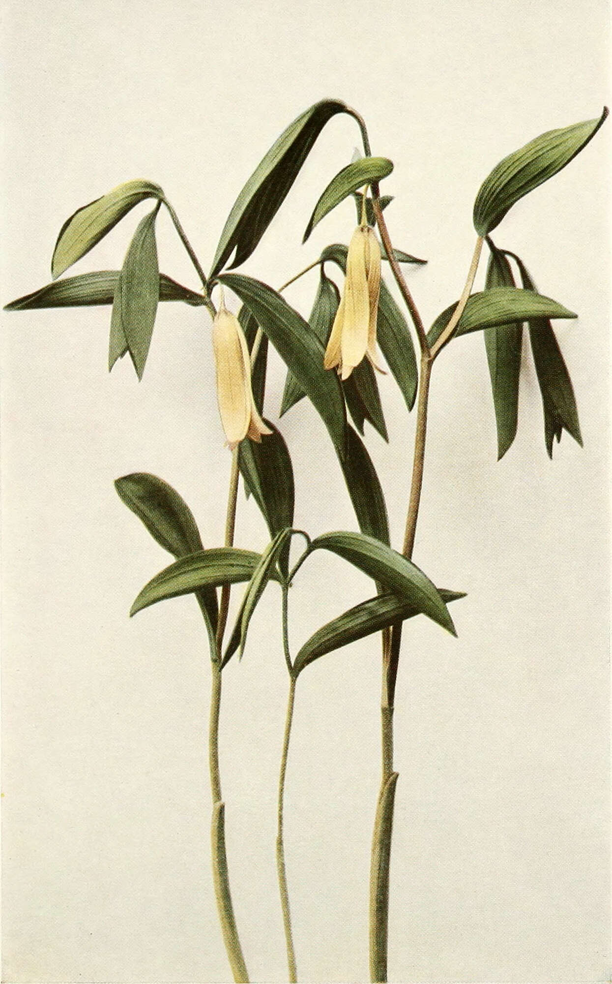 Image of sessileleaf bellwort