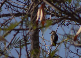 Image of White-shouldered Triller