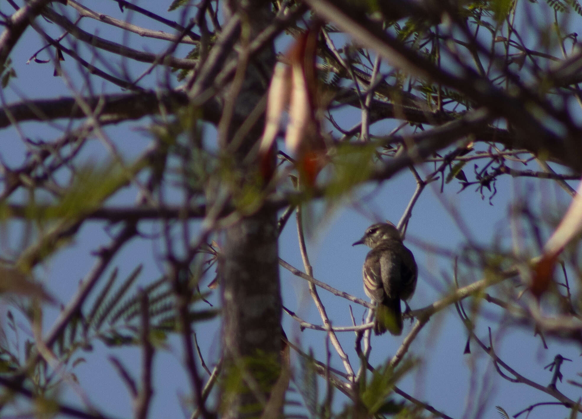 Image of White-shouldered Triller