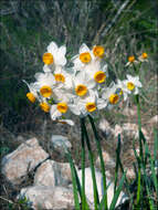 Image of cream narcissus