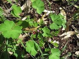 Image of Round-leaved Crane's-bill