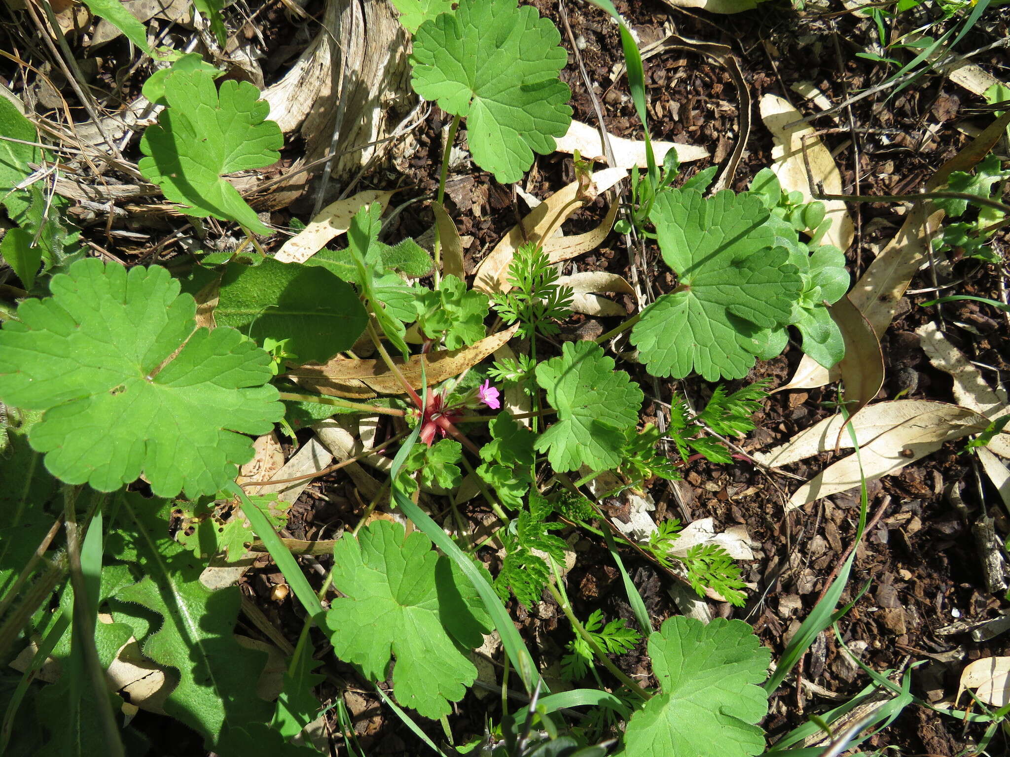 Image of Round-leaved Crane's-bill