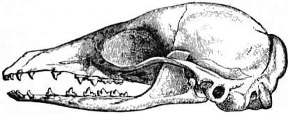 Image of Eupleres Doyère 1835