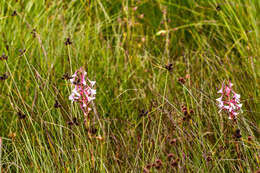 Image of Disa scullyi Bolus