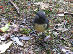 Petroica australis australis (Sparrman 1788)的圖片