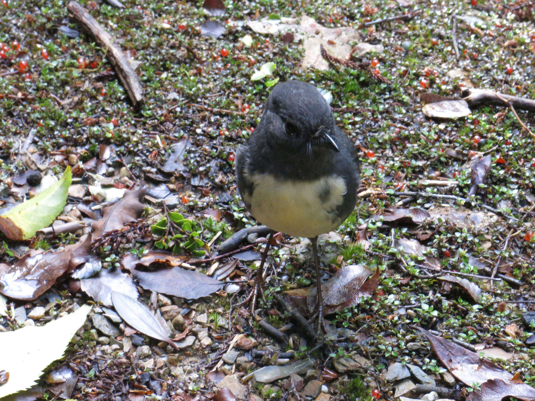 Petroica australis australis (Sparrman 1788)的圖片