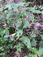 Hypoestes purpurea (L.) R. Br. resmi