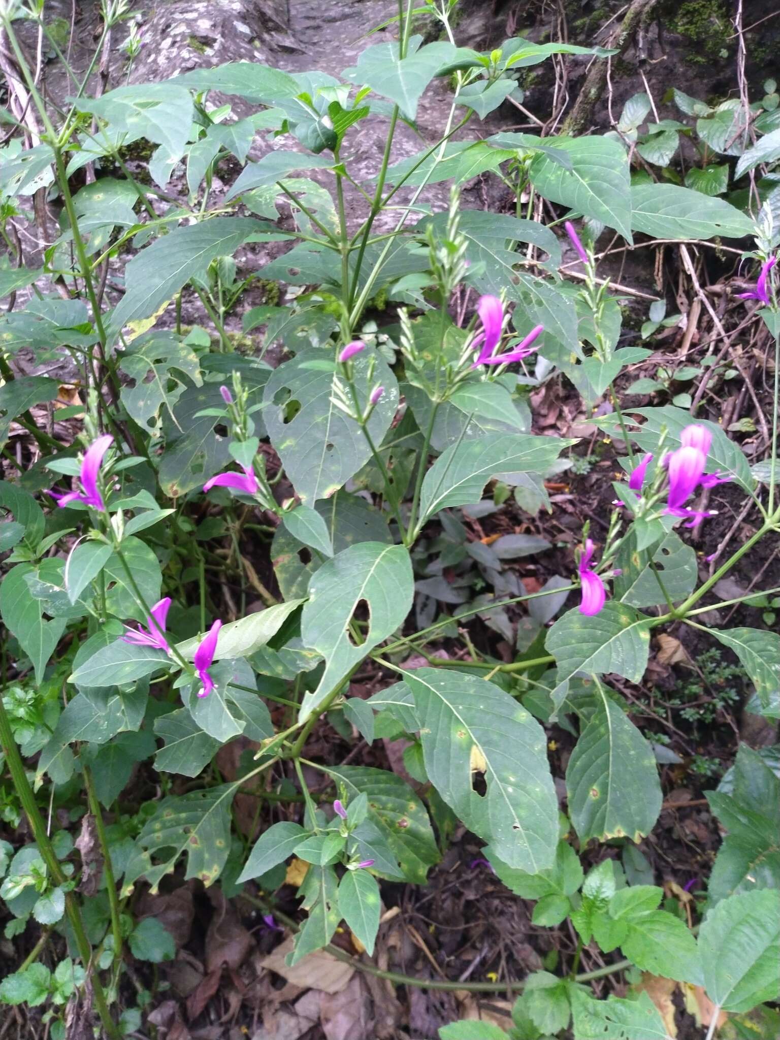 Plancia ëd Hypoestes purpurea (L.) R. Br.