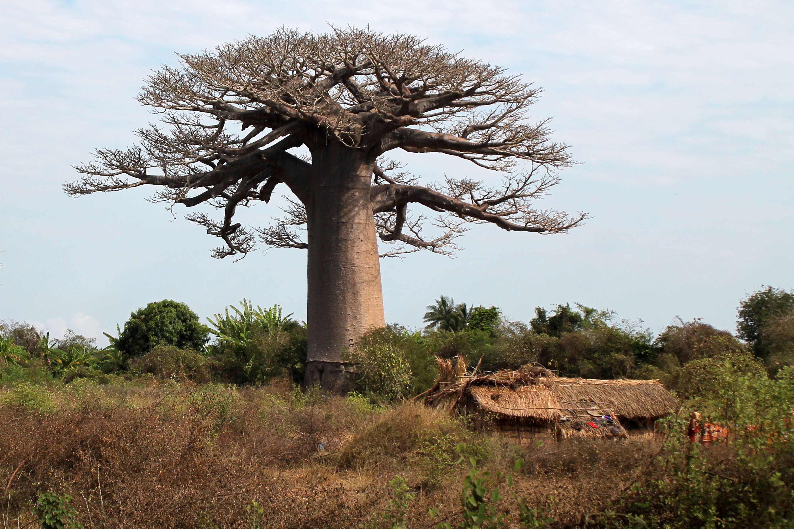 Image of Fony baobab