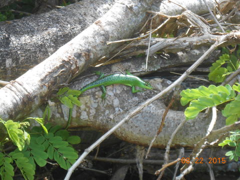 Image of Green Tree Skink