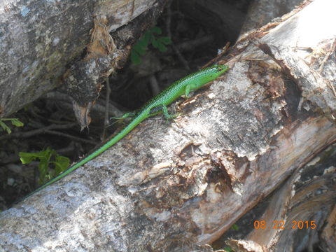 Image of Green Tree Skink
