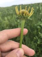 Image of Bush's purple coneflower