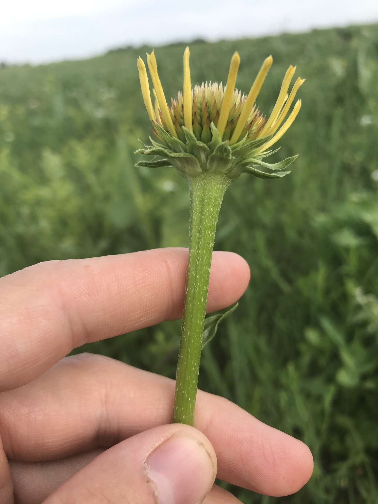 Image of Bush's purple coneflower