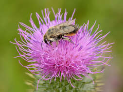 Image de Megachile versicolor Smith 1844