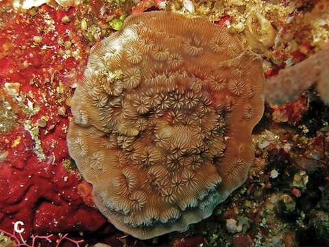 Image of leaf coral