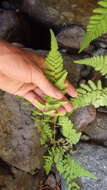 Image of Amauropelta argentina (Hieron.) Salino & T. E. Almeida