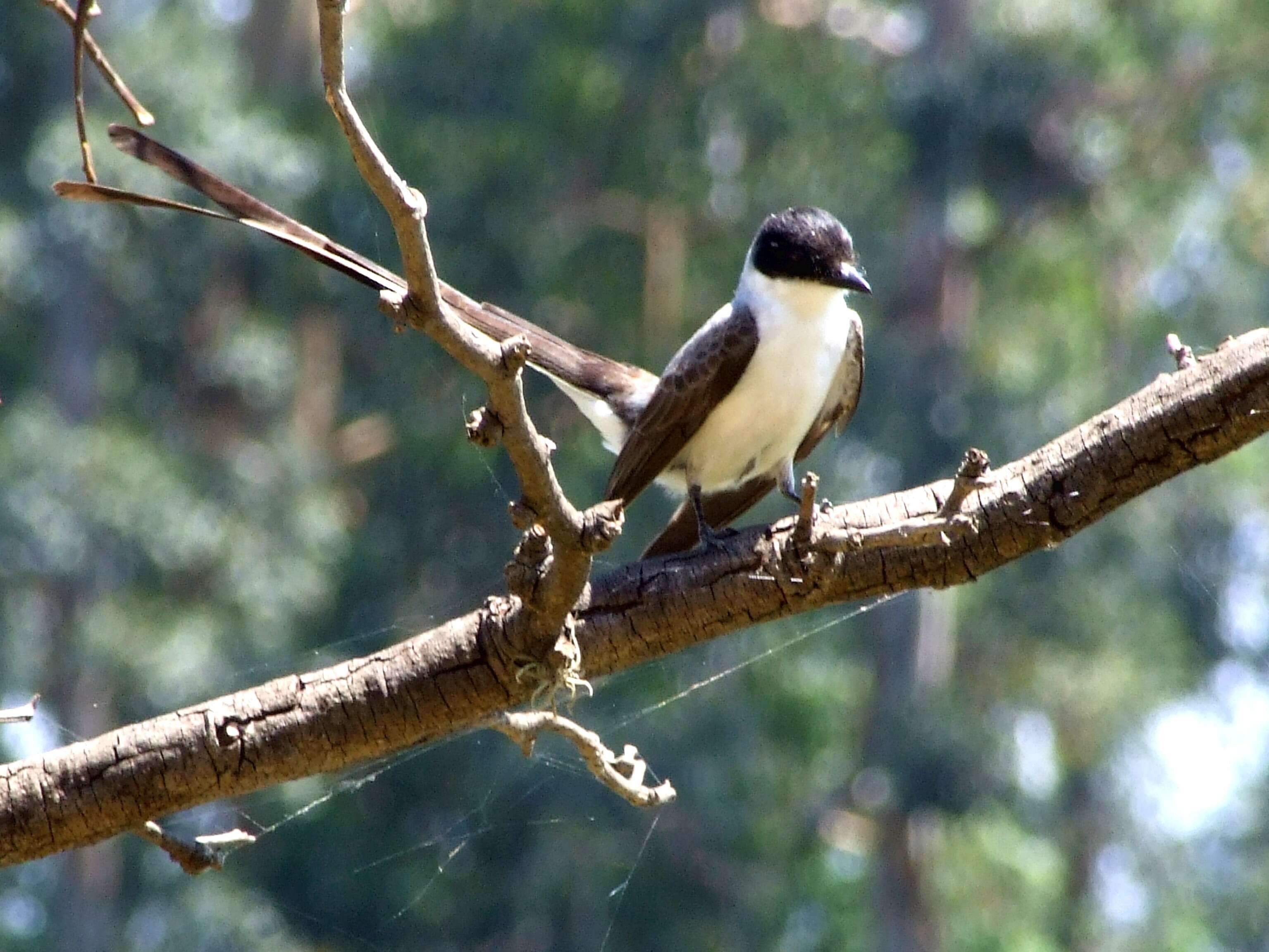 Image of Fork-tailed Flycatcher