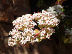 Image of Crassula dejecta Jacq.