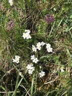 Image of Sweet-Flower Rock-Jasmine