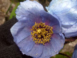 Imagem de Meconopsis horridula Hook. fil. & Thomson