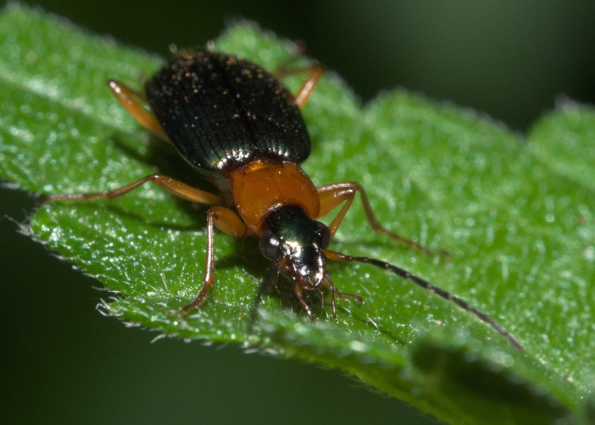 Image of Agonum (Olisares) decorum (Say 1823)