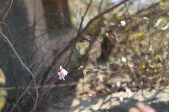 Prunus pogonostyla Maxim.的圖片